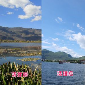 洱海客戶(hù)湖泊水草清理效果展示